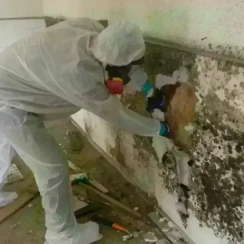 Mold Remediation and Removal in Winnetka, IL